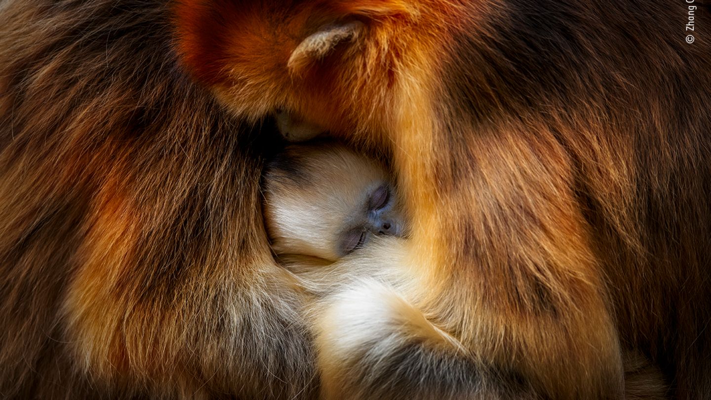 Monkey cuddle by Zhang Qiang, China  Zhang was visiting China’s Qinling Mountains to observe the behaviour of the Sichuan snub-nosed monkey. The mountains' temperate forests are the endangered monkeys’ only habitat, which in itself is under threat from forest disturbance. Zhang loves to watch the dynamics of the family group – how close and friendly they are to each other. And when it is time to rest, the females and young huddle together for warmth and protection. This image perfectly captures that moment of intimacy. The young monkey’s unmistakable blue face nestled inbetween two females, their striking golden-orange fur dappled in light. Canon EOS 1D X Mark II + EF 800mm f5.6L IS USM lens; 1/400 sec at f6.3; ISO 800; AV model.