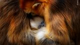 Monkey cuddle by Zhang Qiang, China  Zhang was visiting China’s Qinling Mountains to observe the behaviour of the Sichuan snub-nosed monkey. The mountains' temperate forests are the endangered monkeys’ only habitat, which in itself is under threat from forest disturbance. Zhang loves to watch the dynamics of the family group – how close and friendly they are to each other. And when it is time to rest, the females and young huddle together for warmth and protection. This image perfectly captures that moment of intimacy. The young monkey’s unmistakable blue face nestled inbetween two females, their striking golden-orange fur dappled in light. Canon EOS 1D X Mark II + EF 800mm f5.6L IS USM lens; 1/400 sec at f6.3; ISO 800; AV model.