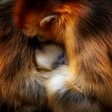 Monkey cuddle by Zhang Qiang, China  Zhang was visiting China’s Qinling Mountains to observe the behaviour of the Sichuan snub-nosed monkey. The mountains' temperate forests are the endangered monkeys’ only habitat, which in itself is under threat from forest disturbance. Zhang loves to watch the dynamics of the family group – how close and friendly they are to each other. And when it is time to rest, the females and young huddle together for warmth and protection. This image perfectly captures that moment of intimacy. The young monkey’s unmistakable blue face nestled inbetween two females, their striking golden-orange fur dappled in light. Canon EOS 1D X Mark II + EF 800mm f5.6L IS USM lens; 1/400 sec at f6.3; ISO 800; AV model.