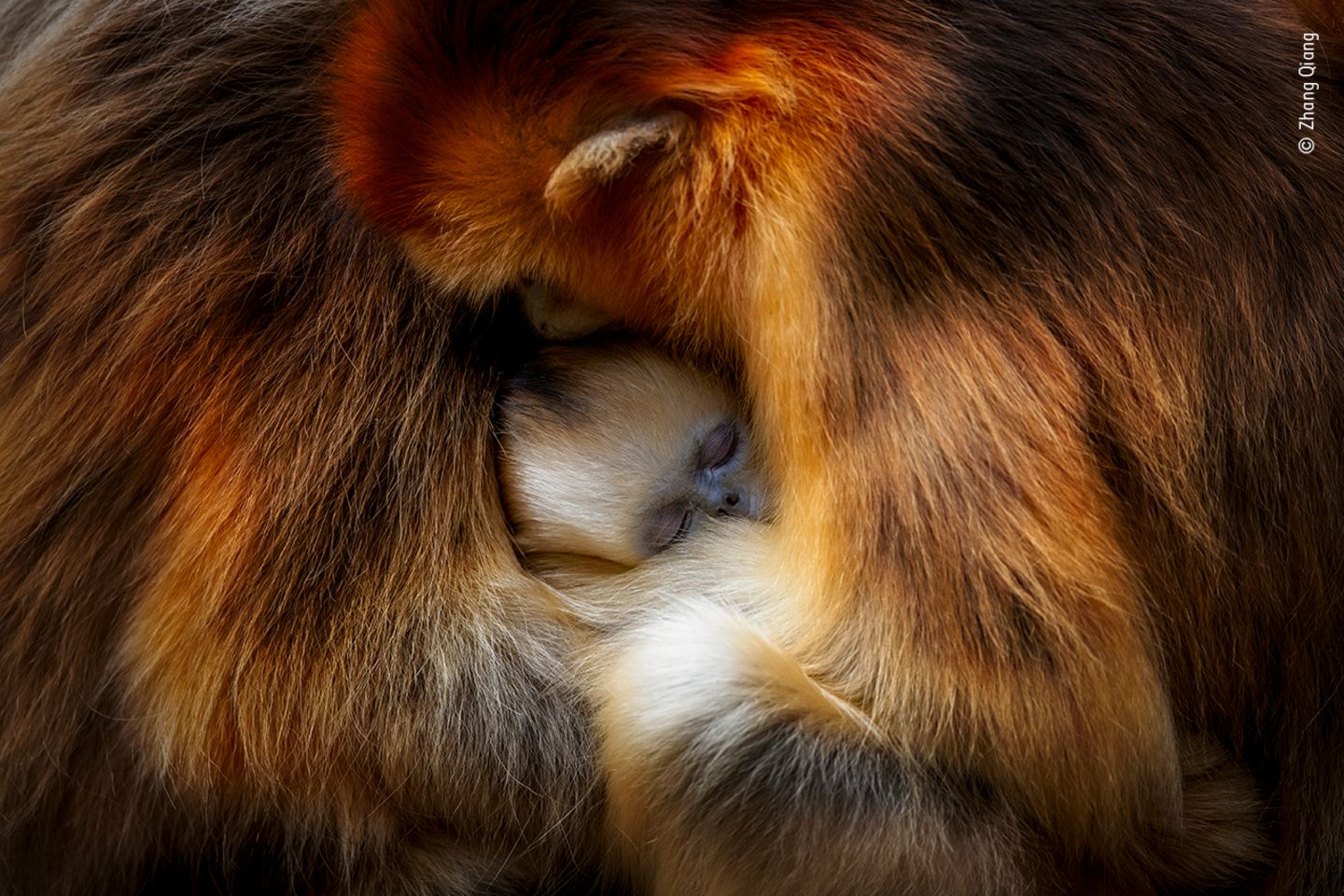 Monkey cuddle by Zhang Qiang, China  Zhang was visiting China’s Qinling Mountains to observe the behaviour of the Sichuan snub-nosed monkey. The mountains' temperate forests are the endangered monkeys’ only habitat, which in itself is under threat from forest disturbance. Zhang loves to watch the dynamics of the family group – how close and friendly they are to each other. And when it is time to rest, the females and young huddle together for warmth and protection. This image perfectly captures that moment of intimacy. The young monkey’s unmistakable blue face nestled inbetween two females, their striking golden-orange fur dappled in light. Canon EOS 1D X Mark II + EF 800mm f5.6L IS USM lens; 1/400 sec at f6.3; ISO 800; AV model.