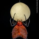 Dornherzen-Orb-Weber-Spinne