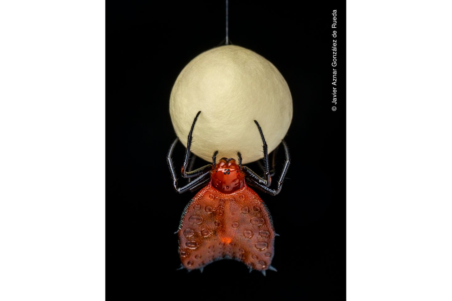 Dornherzen-Orb-Weber-Spinne