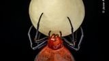 Dornherzen-Orb-Weber-Spinne