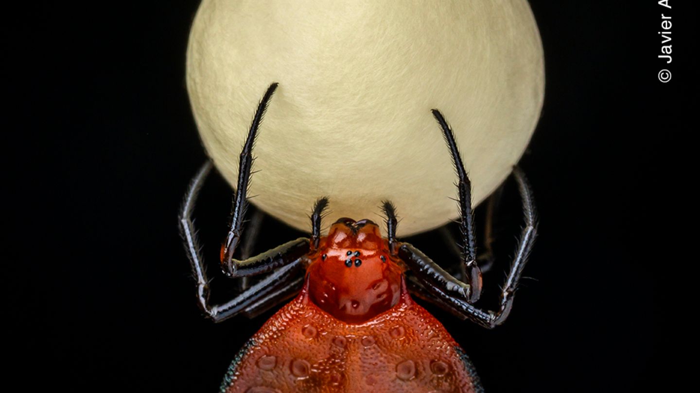 Dornherzen-Orb-Weber-Spinne