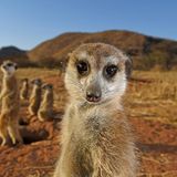Meercats put on a pose by Thomas Peschak, Germany / South Africa  This group of meerkats in the Tswalu Kalahari Reserve in South Africa has been habituated to humans for over a decade, and is very relaxed around people. In fact, they mostly completely ignored Thomas’s presence, being way too preoccupied with lounging, hunting, grooming and fighting. He was therefore able to get in close and use a wide angle lens to include the arid savannah and mountains they call home. To capture the meercats features, he applied techniques used for people in a portrait session, and used studio lights to photograph them. Nikon D5 + 16–35mm f4 lens; 1/250 sec at f16; ISO 200, 2x Profoto B1 flash.