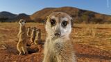 Meercats put on a pose by Thomas Peschak, Germany / South Africa  This group of meerkats in the Tswalu Kalahari Reserve in South Africa has been habituated to humans for over a decade, and is very relaxed around people. In fact, they mostly completely ignored Thomas’s presence, being way too preoccupied with lounging, hunting, grooming and fighting. He was therefore able to get in close and use a wide angle lens to include the arid savannah and mountains they call home. To capture the meercats features, he applied techniques used for people in a portrait session, and used studio lights to photograph them. Nikon D5 + 16–35mm f4 lens; 1/250 sec at f16; ISO 200, 2x Profoto B1 flash.
