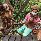 Aufgrund von Raubbau verschwinden die Regenwälder Borneos schnell. Aus diesem Grund leiden und sterben endemische Arten wie der Orang-Utan unter dem Verlust von Lebensräumen und sind ernsthaft bedroht. Joan de la Malla zeigt mit ihren Foto, wie verwaisten Affen geholfen wird