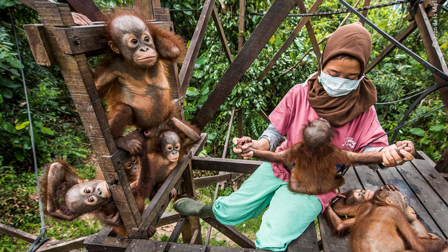 Aufgrund von Raubbau verschwinden die Regenwälder Borneos schnell. Aus diesem Grund leiden und sterben endemische Arten wie der Orang-Utan unter dem Verlust von Lebensräumen und sind ernsthaft bedroht. Joan de la Malla zeigt mit ihren Foto, wie verwaisten Affen geholfen wird