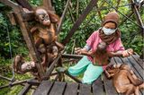 Aufgrund von Raubbau verschwinden die Regenwälder Borneos schnell. Aus diesem Grund leiden und sterben endemische Arten wie der Orang-Utan unter dem Verlust von Lebensräumen und sind ernsthaft bedroht. Joan de la Malla zeigt mit ihren Foto, wie verwaisten Affen geholfen wird