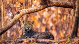 Jaguar mit Asche am Fell
