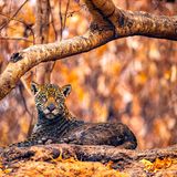 Jaguar mit Asche am Fell