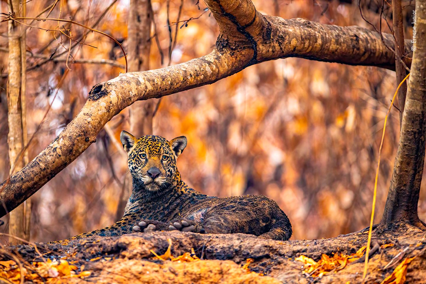 Jaguar mit Asche am Fell Jaguar mit Asche am Fell