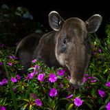 Dantita, ein Baird-Tapir,  schaut schüchtern in die Linse von Fotograf Michiel Van Noppen. Schätzungsweise leben nur noch 6000 von ihnen in freier Wildbahn