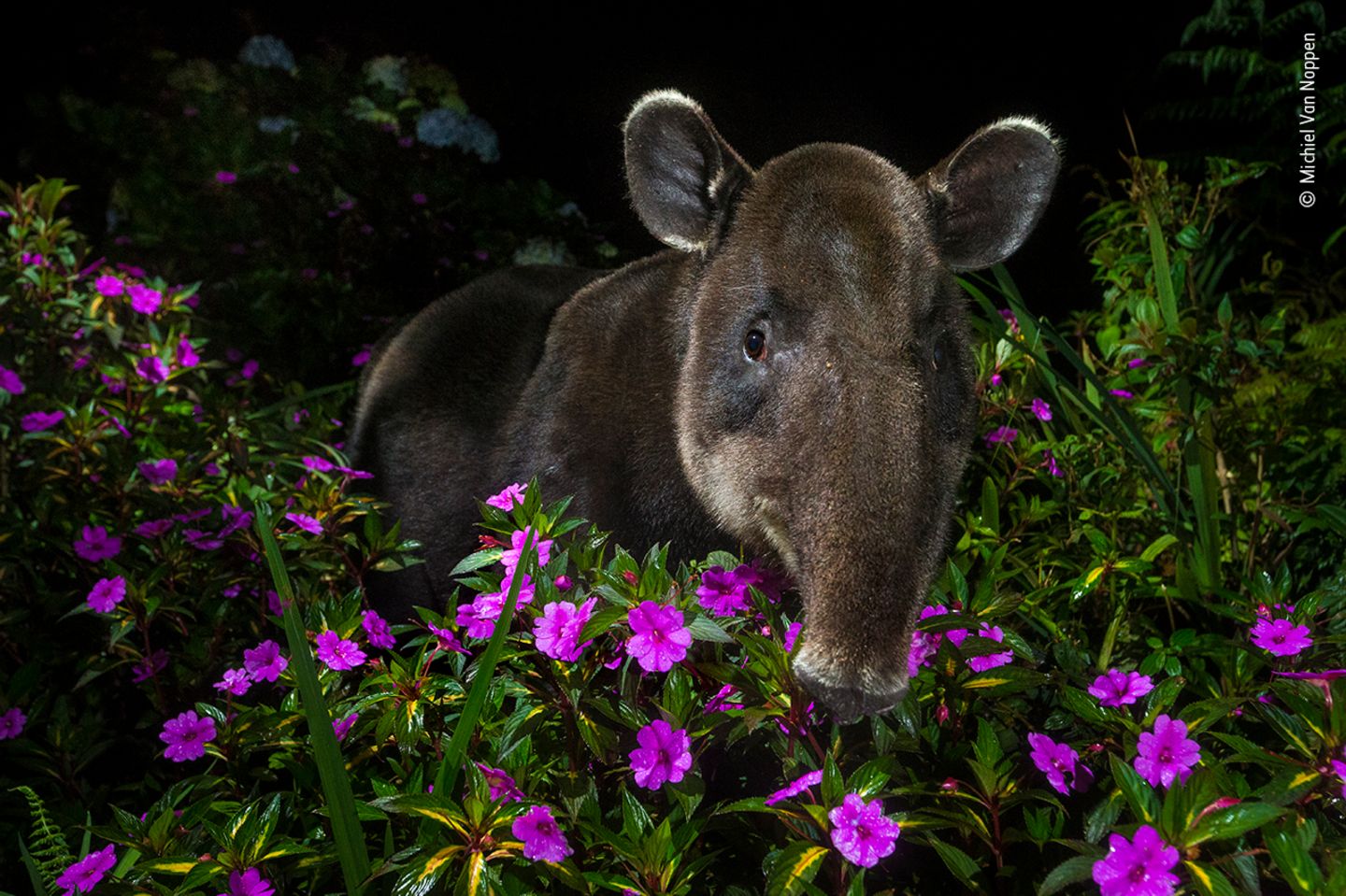 Dantita, ein Baird-Tapir,  schaut schüchtern in die Linse von Fotograf Michiel Van Noppen. Schätzungsweise leben nur noch 6000 von ihnen in freier Wildbahn