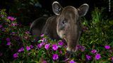 Dantita, ein Baird-Tapir,  schaut schüchtern in die Linse von Fotograf Michiel Van Noppen. Schätzungsweise leben nur noch 6000 von ihnen in freier Wildbahn