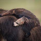 Riesenameisenbären-Weibchen mit ihrem Jungen