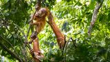 Orang-Utan-Baby