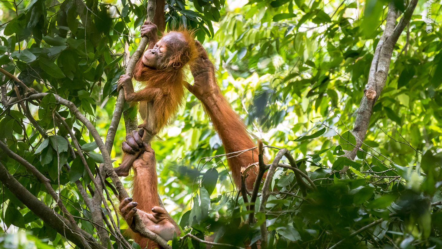 Orang-Utan-Baby