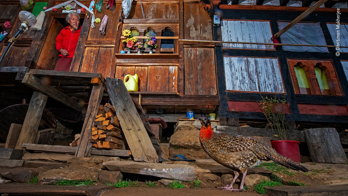 Satyr Tragopan