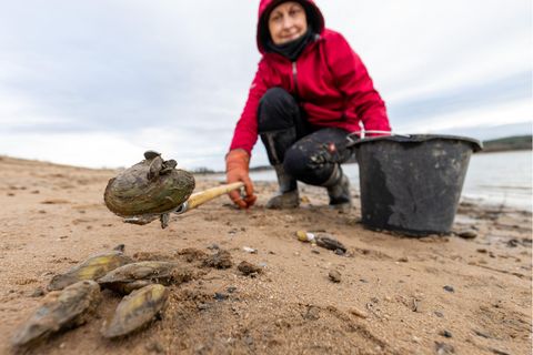 Sammlerin mit Quagga-Muschel am Strand