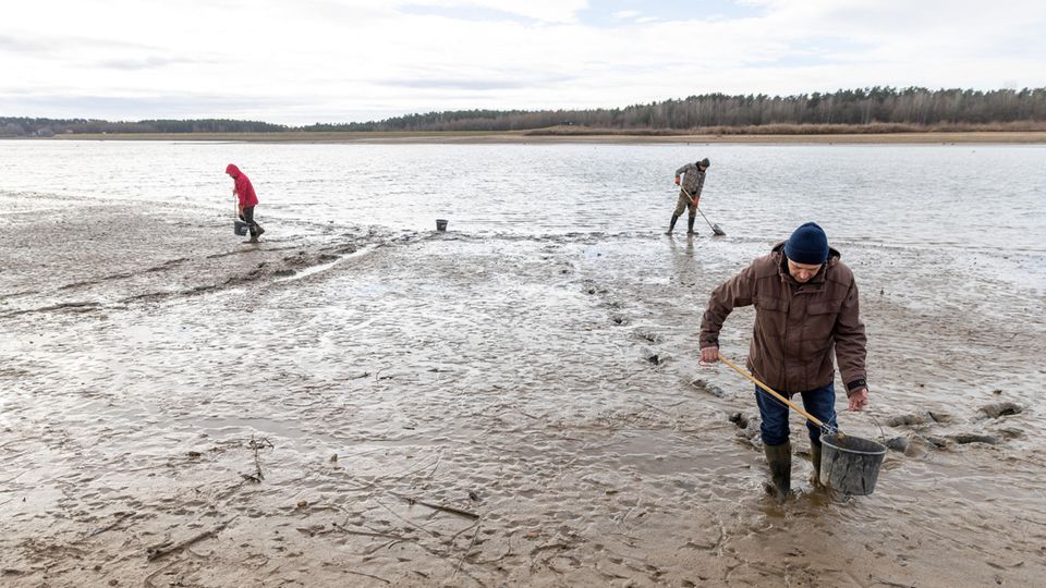 Freiwllige Helfer sammelnl Muscheln am See ein