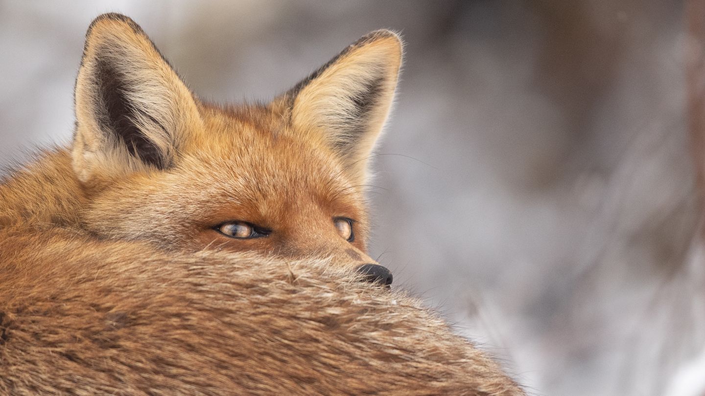 02.12.2021  "Im letzten Winter konnte ich diesen Fuchs beobachten, wie er vor seinem Bau schlief. Ab und an schaute er hoch und prüfte seine Umgebung."  Mehr Fotos von Anne Lindner