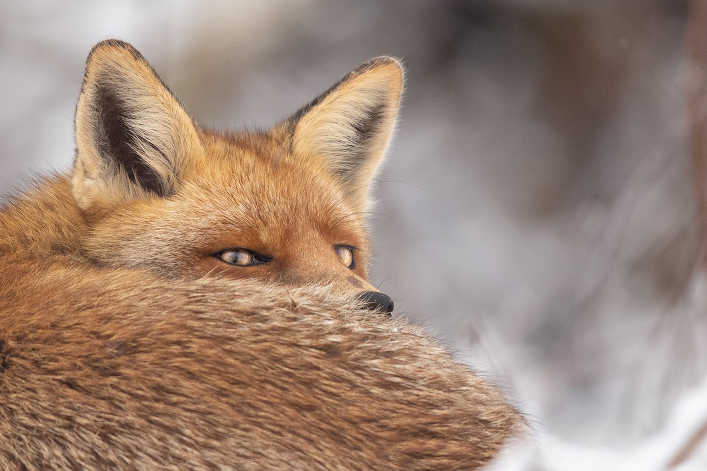 GEO LESERFOTO: 02.12.2021 "Im letzten Winter konnte ich diesen Fuchs beobachten, wie er vor seinem Bau schlief. Ab und an schaute er hoch und prüfte seine Umgebung." Mehr Fotos von Anne Lindner 02.12.2021 "Im letzten Winter konnte ich diesen Fuchs beobachten, wie er vor seinem Bau schlief. Ab und an schaute er hoch und prüfte seine Umgebung." Mehr Fotos von Anne Lindner
