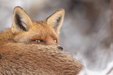 02.12.2021  "Im letzten Winter konnte ich diesen Fuchs beobachten, wie er vor seinem Bau schlief. Ab und an schaute er hoch und prüfte seine Umgebung."  Mehr Fotos von Anne Lindner