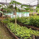 Auf einer kleinen Farm in der Nähe wächst Bio-Obst und -Gemüse.