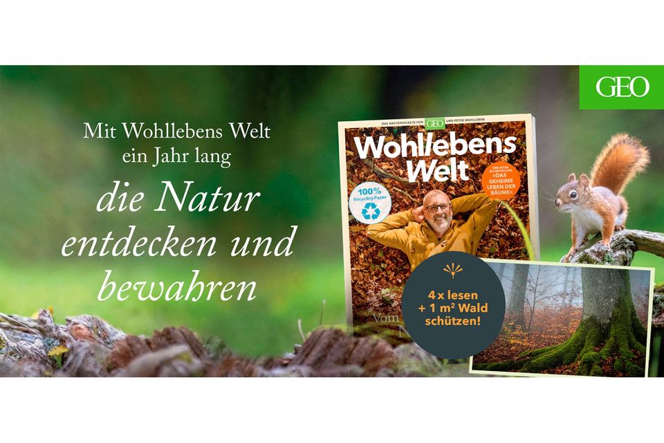 Gewissensfrage: Förster Peter Wohlleben im Zwiespalt: Sind Weihnachtsbäume ökologisch okay?