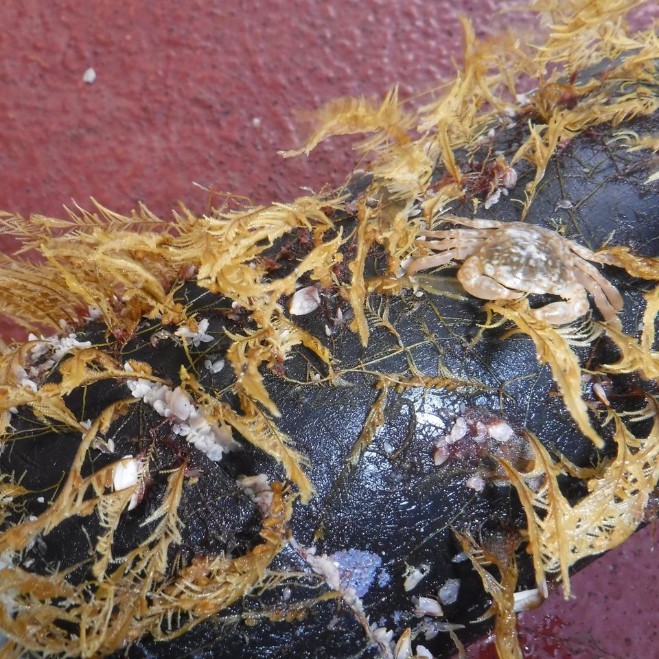 Kleine Meereslebewesen, die ein Stück schwimmenden Schutt besiedeln