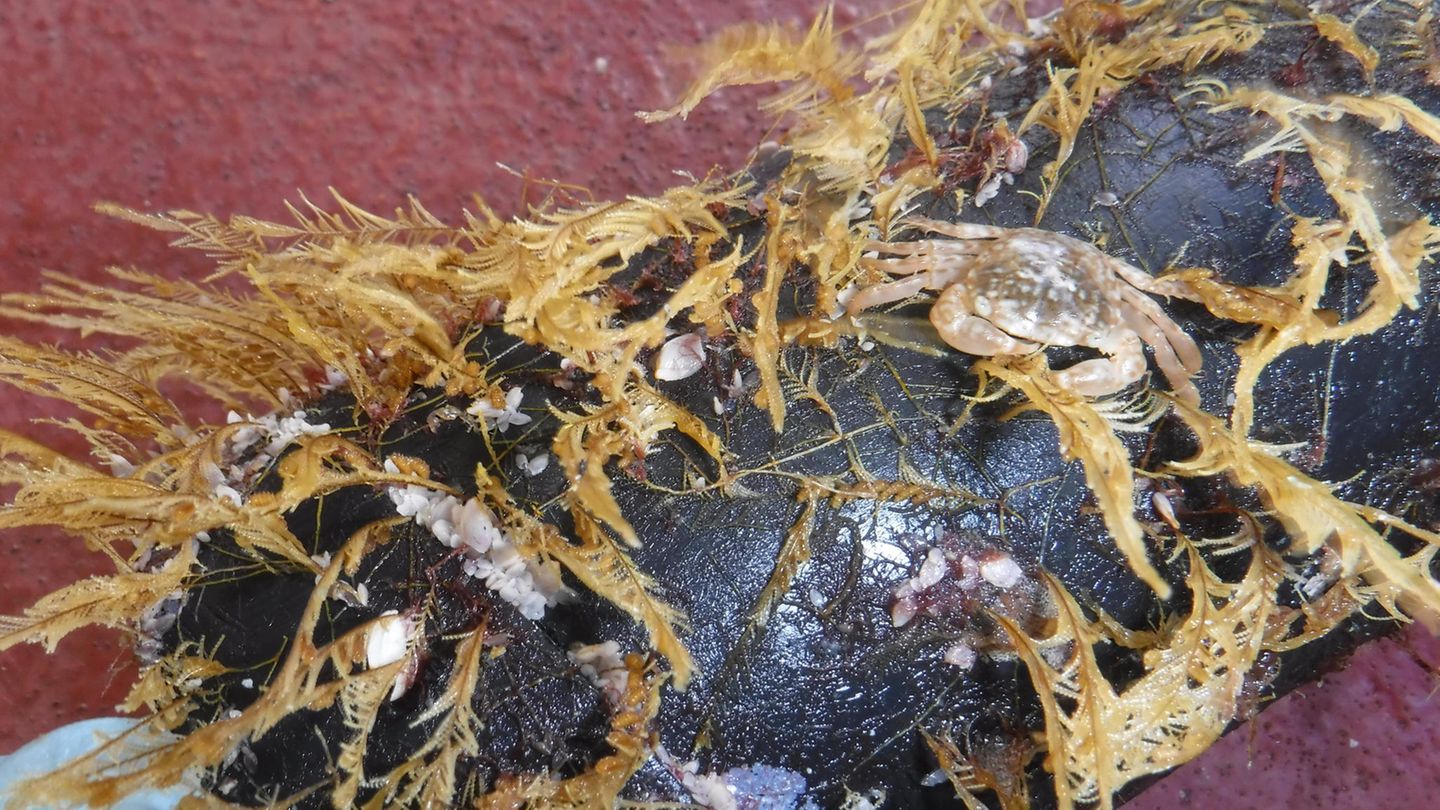 Kleine Meereslebewesen, die ein Stück schwimmenden Schutt besiedeln