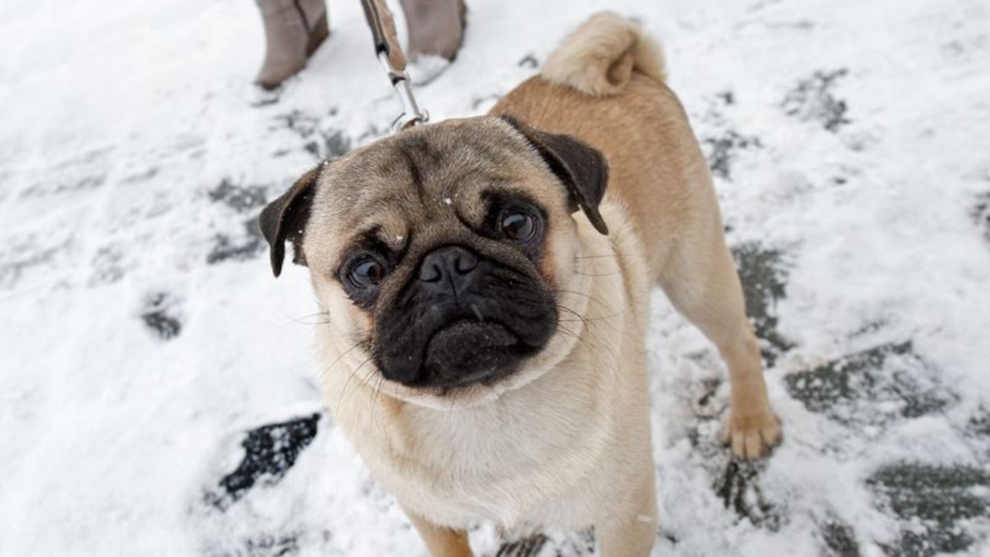Ein Mops beim Spaziergang im Schnee.