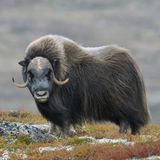 Ein Moschusochse im Dovrefjell-Sunndalsfjella-Nationalpark blickt in die Kamera