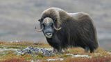 Ein Moschusochse im Dovrefjell-Sunndalsfjella-Nationalpark blickt in die Kamera