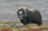 Ein Moschusochse im Dovrefjell-Sunndalsfjella-Nationalpark blickt in die Kamera