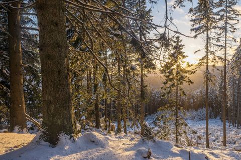 Weiße Last: Fällt Schnee auf die Blätter eines Baumes, können Äste unter dem Gewicht brechen. Ein Grund für den herbstlichen Laubfall