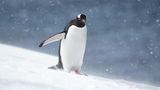 06.12.2022      Ein Eselspinguin auf der Antarktischen Halbinsel