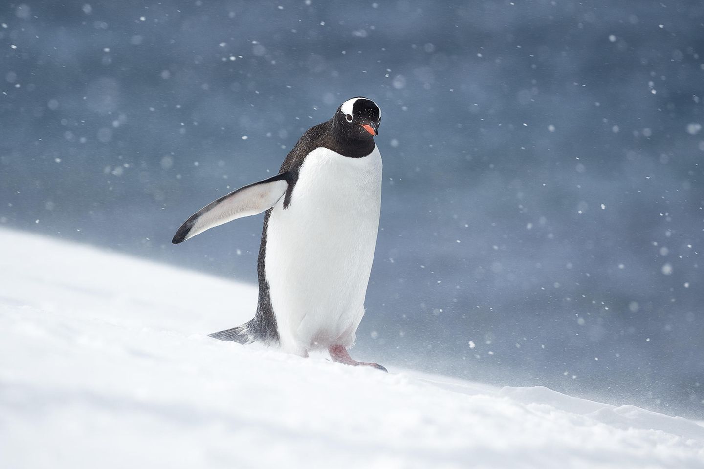 06.12.2022      Ein Eselspinguin auf der Antarktischen Halbinsel