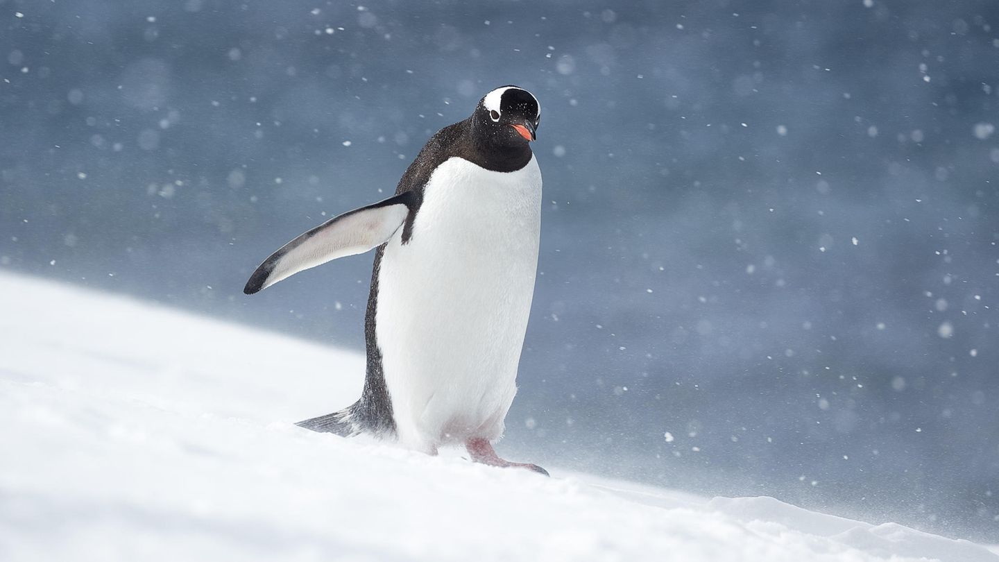 06.12.2022      Ein Eselspinguin auf der Antarktischen Halbinsel
