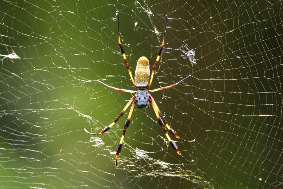 Die Weibchen der Goldenen Seidenspinne (Trichonephila clavipes) sind mit bis zu vier Zentimetern Körperlänge um ein Vielfaches größer als die Männchen derselben Spezies