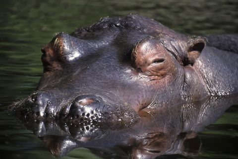 Rund 4000 Flusspferde leben und verdauen entlang des Flusses Mara in Kenia