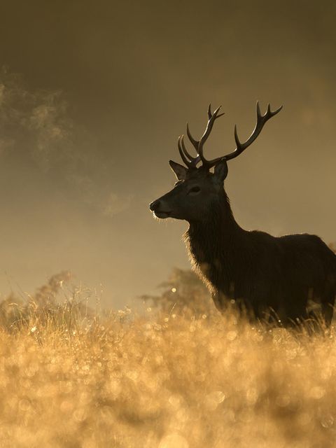 Virusmutationen: Corona bei Tieren: Welche Gefahr geht von Hirsch, Rind und Katze aus?