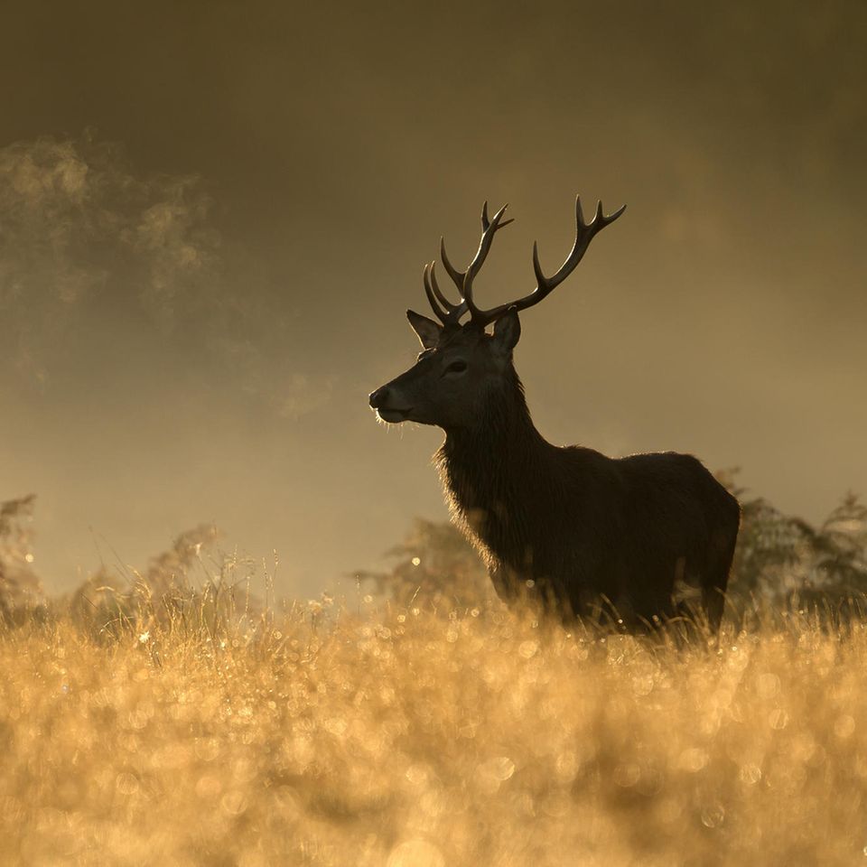 Virusmutationen: Corona bei Tieren: Welche Gefahr geht von Hirsch, Rind und Katze aus? Virusmutationen: Corona bei Tieren: Welche Gefahr geht von Hirsch, Rind und Katze aus?
