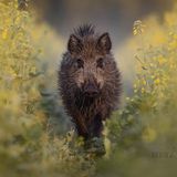 08.12.2021      "Im Mai war ich kurz nach Sonnenaufgang in einem Rapsfeld unterwegs und wollte eigentlich Rehe fotografieren. Plötzlich kam mir in einer Fahrgasse eine große Bache und ca. sechs Überläufer (Jährlinge) entgegen. Ich legte mich sofort flach auf den Boden und machte ein paar Aufnahmen von den Wildschweinen, bevor diese Wind von mir bekamen und circa 20 Meter vor mir flüchteten."      Ort: Brandenburg  Kamera: Nikon Z6ii / Sigma 150-600mm F5-6.3 Contemporary  Mehr Fotos von Kevin Jesske