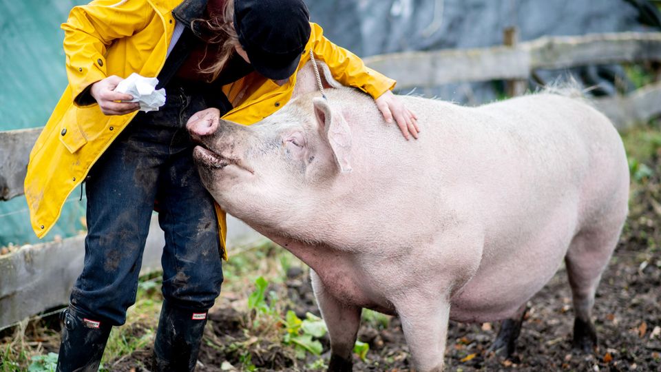 Schwein gehabt: Als Ferkel lief Rosalie bei der Verladung auf einen Anhänger davon, heute lebt sie bei Landwirtin Maren Osterbuhr Als Ferkel lief Rosalie bei der Verladung auf einen Anhänger davon, heute lebt sie bei Landwirtin Maren Osterbuhr
