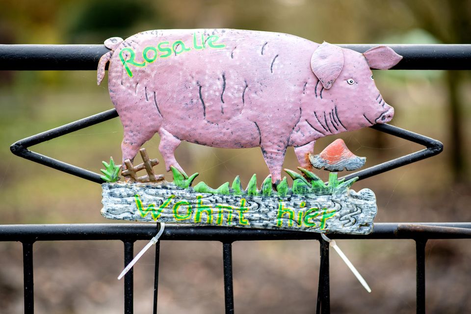 Ein Blechschild hängt an einem Tor zur Weide, auf der das ehemalige Mastschwein Rosalie lebt