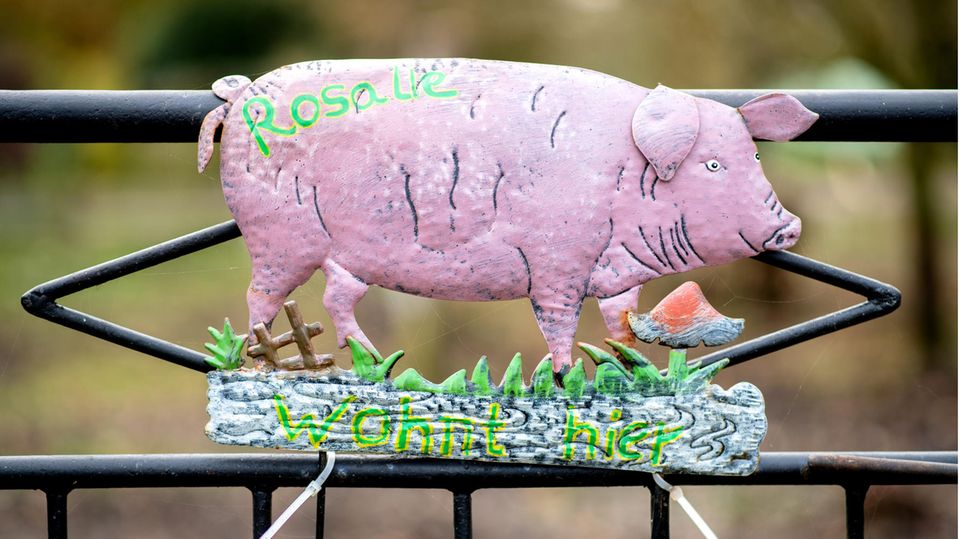 Ein Blechschild hängt an einem Tor zur Weide, auf der das ehemalige Mastschwein Rosalie lebt