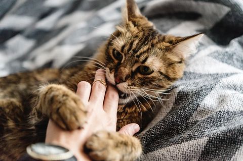 "Psychopathische" Züge könnten den Vorfahren unserer Hauskatzen evolutionäre Vorteile verschafft haben