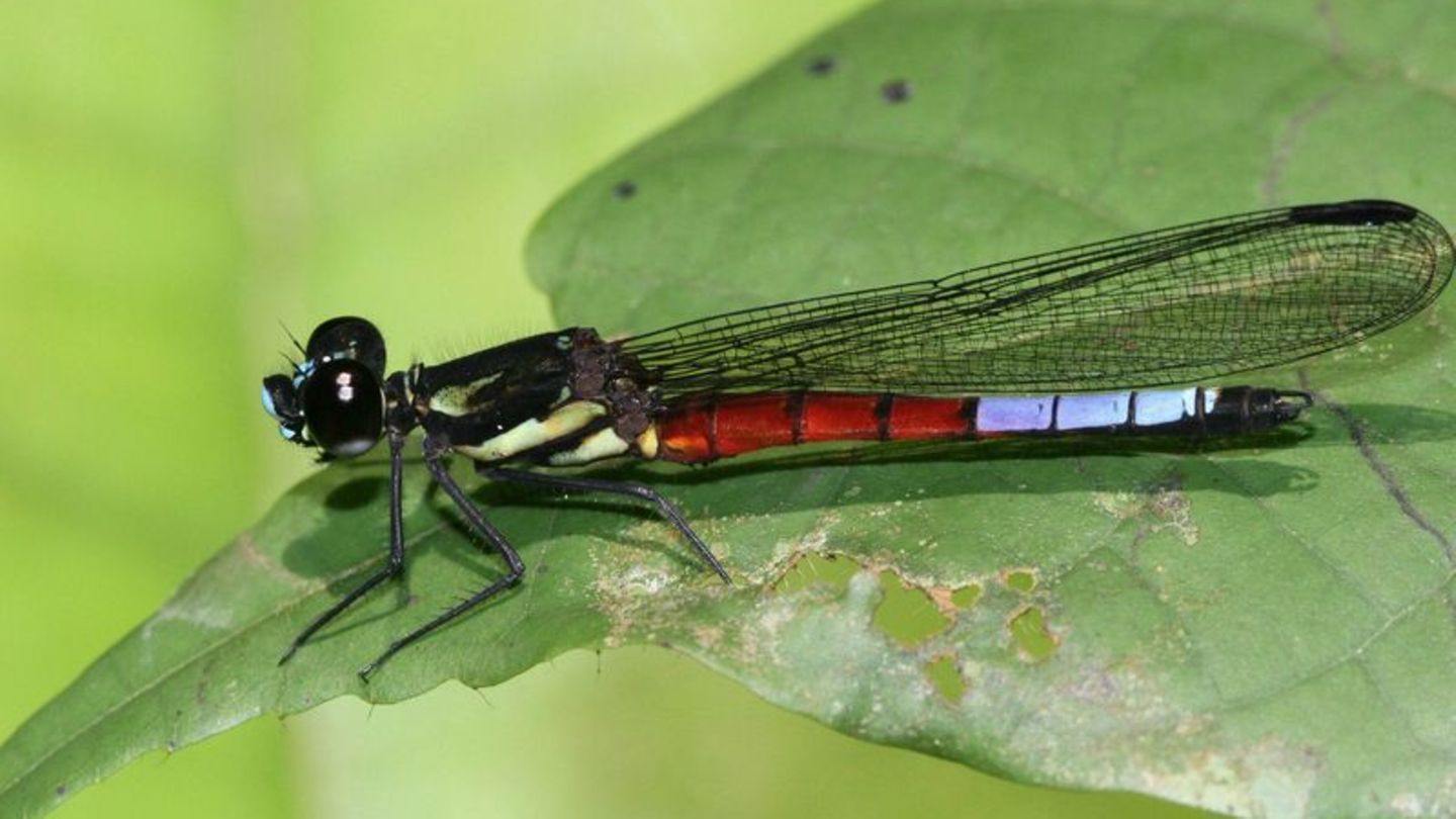 Eine Libelle der Art Africocypha varicolor sitzt auf einem Blatt